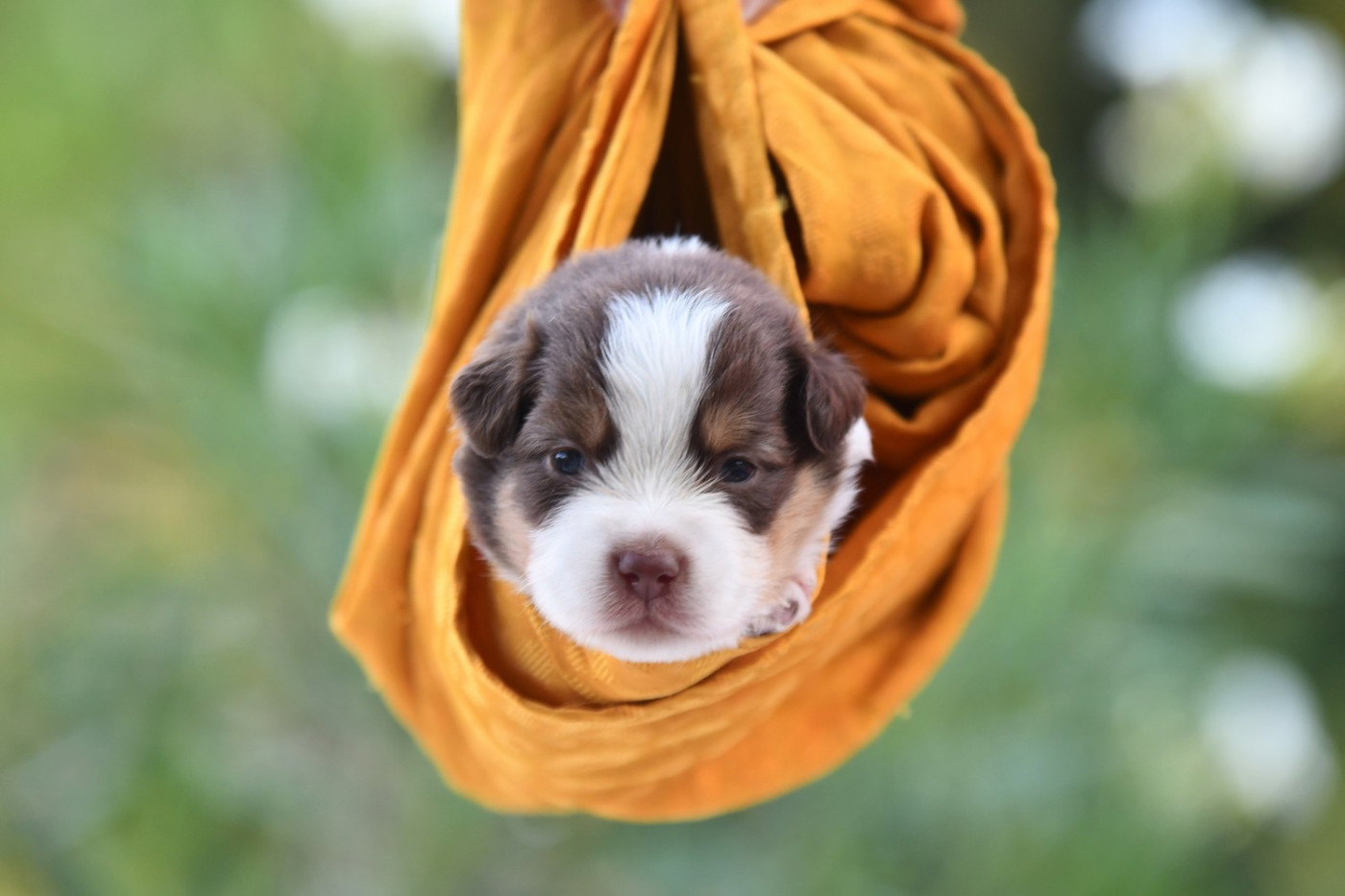 Chiot Berger Américain Miniature  De La Tribu De Sunka