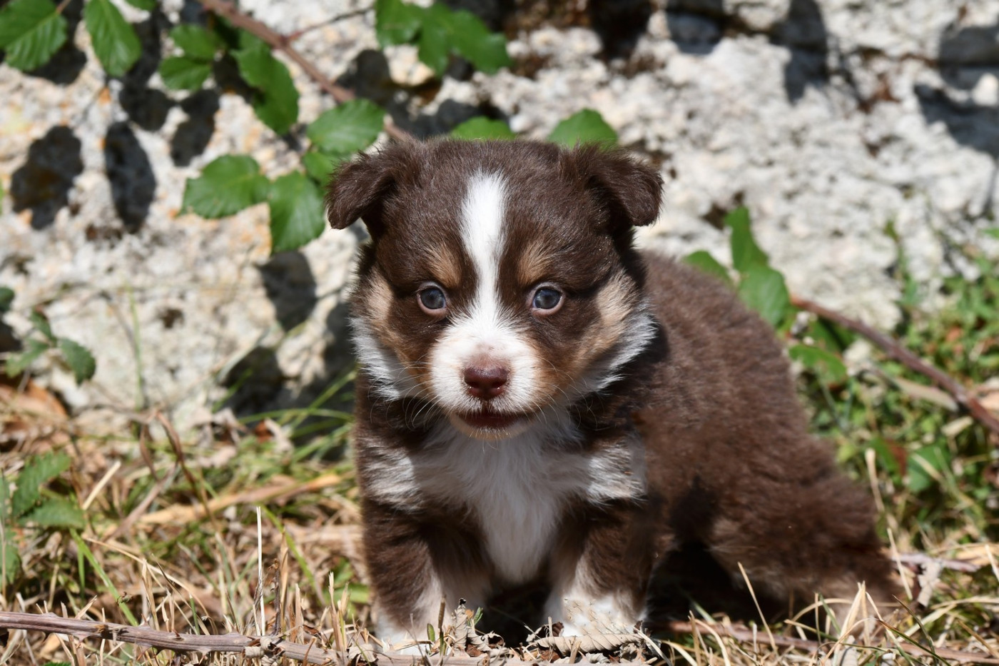 De La Tribu De Sunka - Chiots disponibles - Berger Américain Miniature 