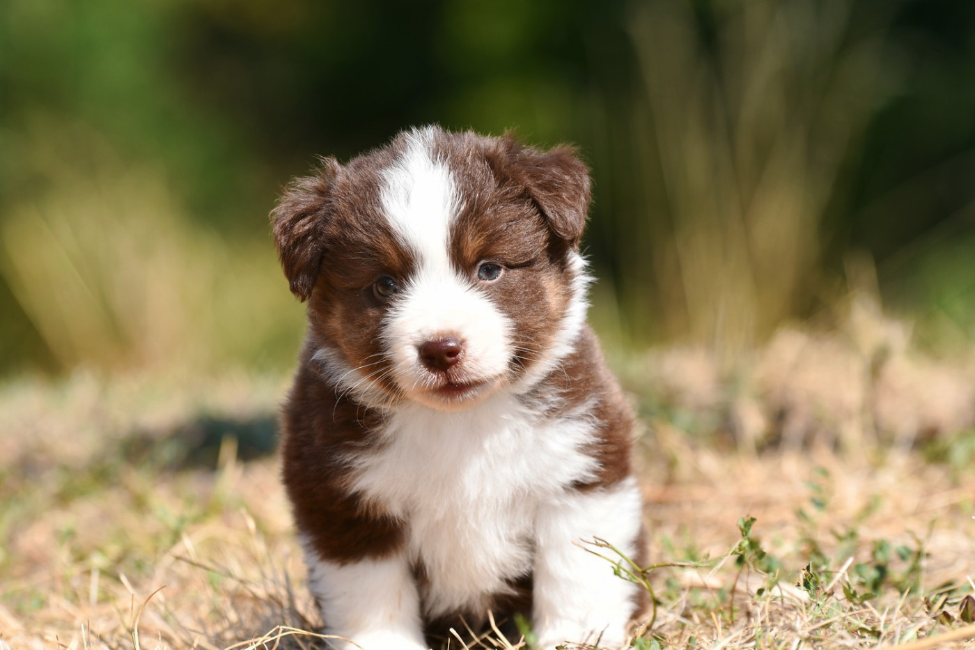 De La Tribu De Sunka - Chiots disponibles - Berger Américain Miniature 