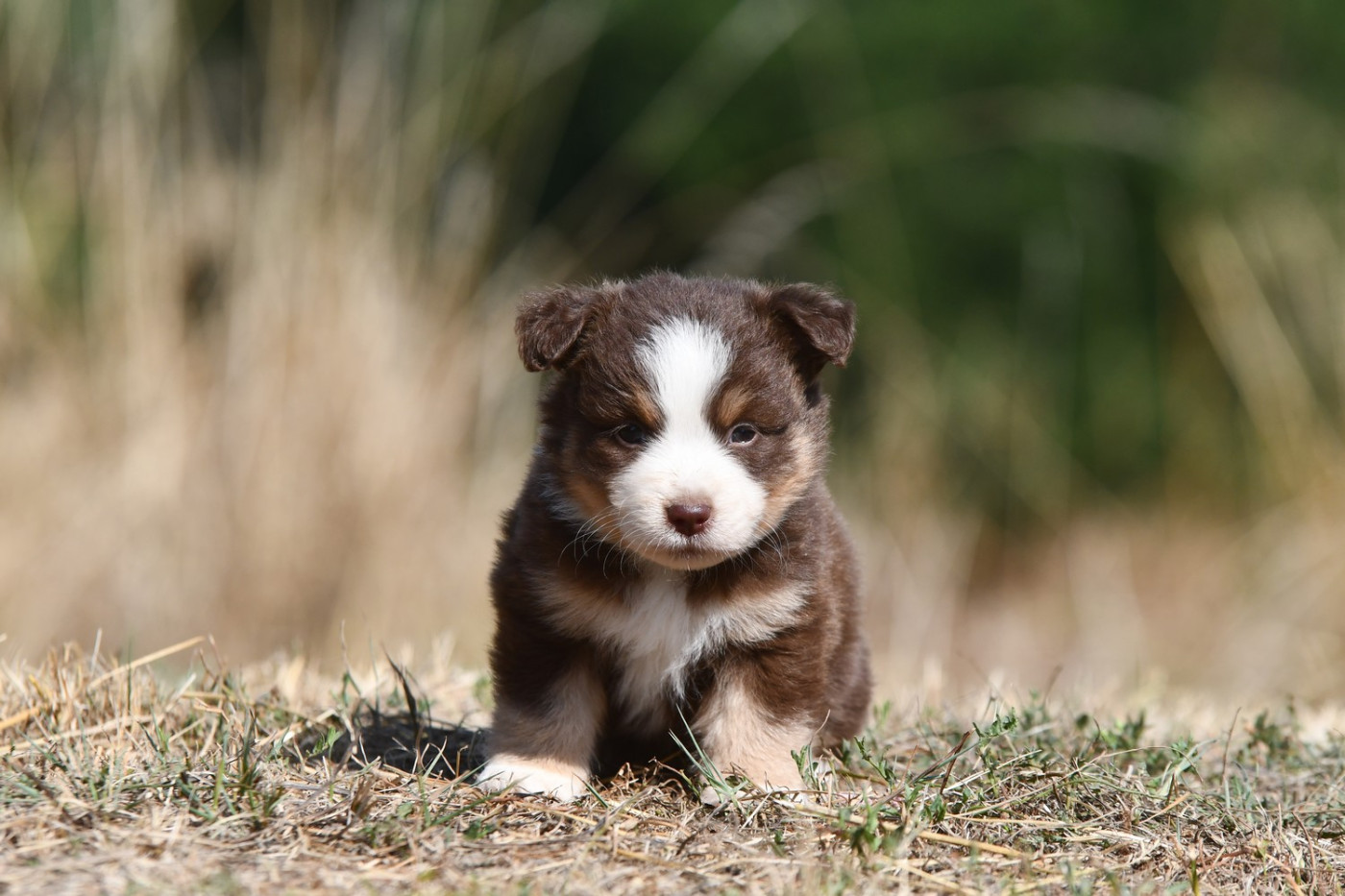 De La Tribu De Sunka - Chiots disponibles - Berger Américain Miniature 