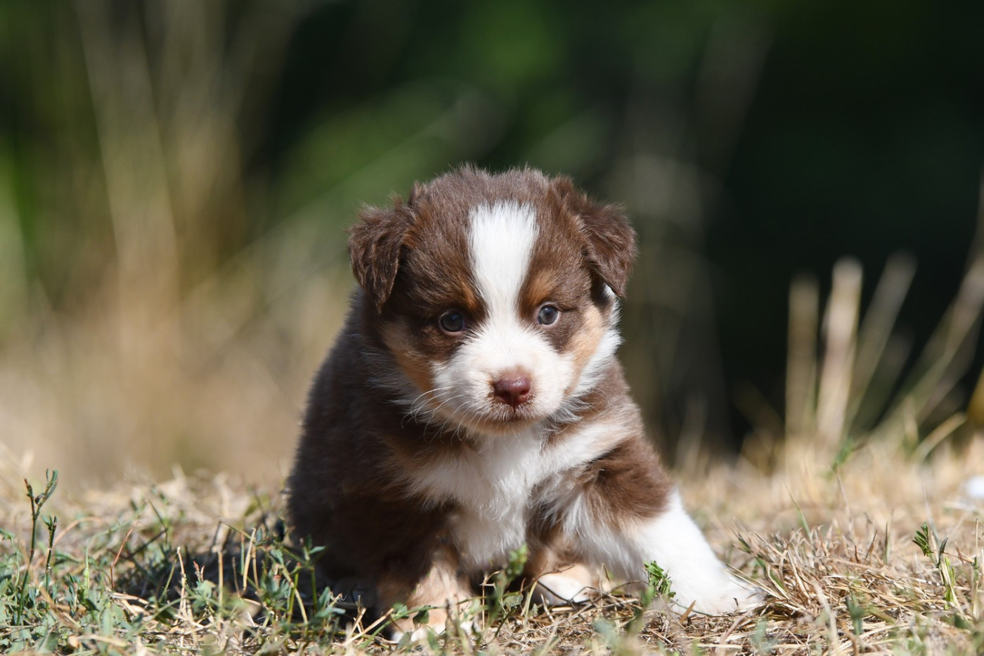 De La Tribu De Sunka - Chiots disponibles - Berger Américain Miniature 