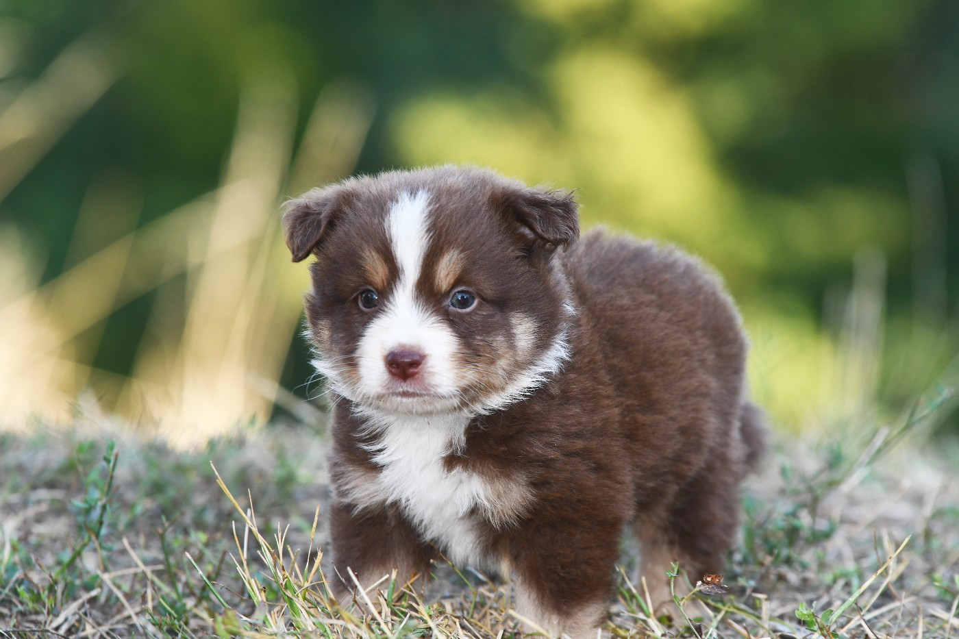 De La Tribu De Sunka - Chiots disponibles - Berger Américain Miniature 