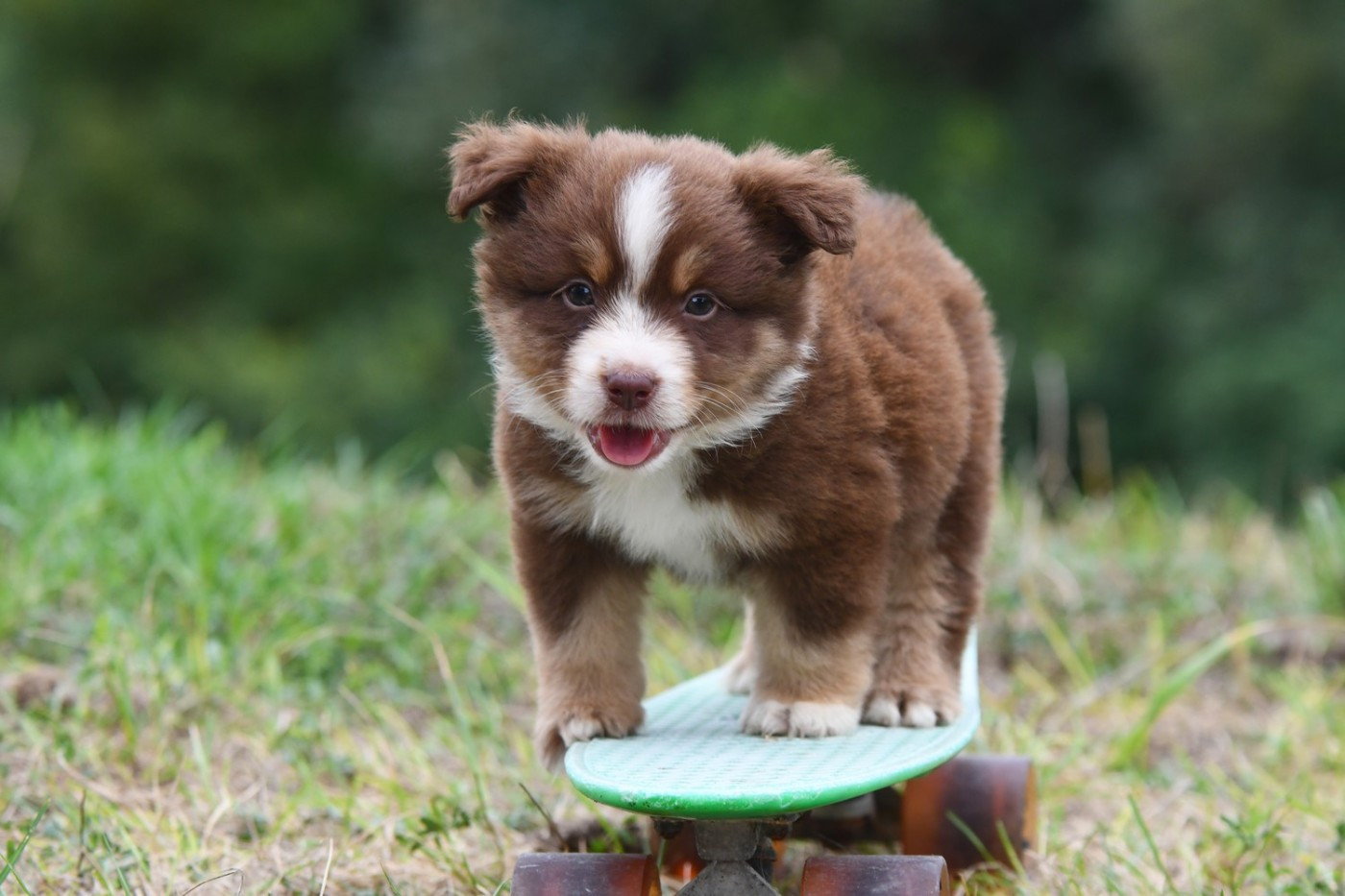 De La Tribu De Sunka - Chiots disponibles - Berger Américain Miniature 