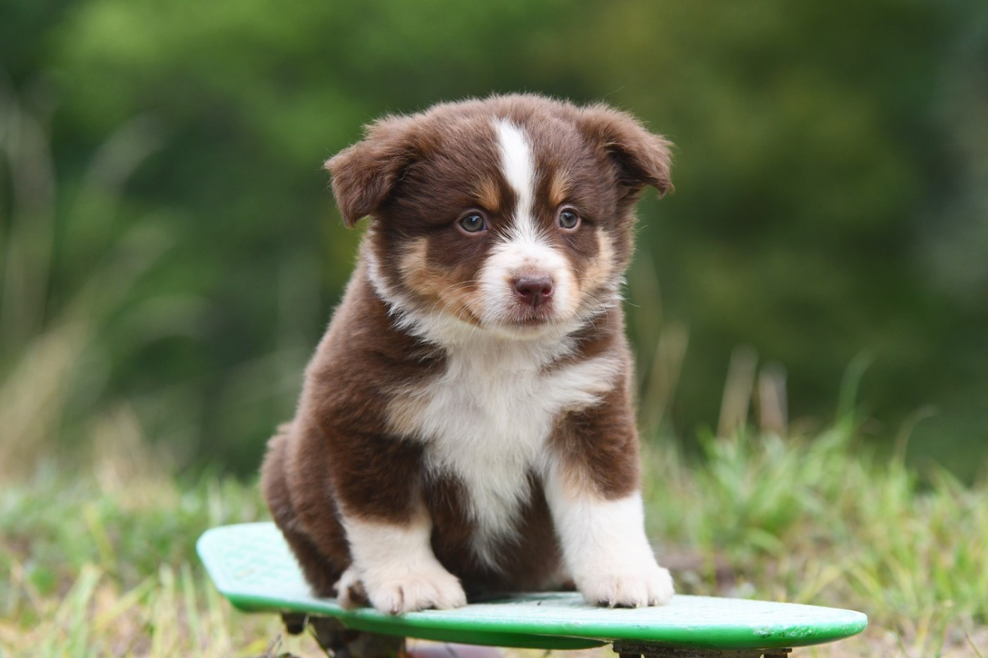 De La Tribu De Sunka - Chiots disponibles - Berger Américain Miniature 