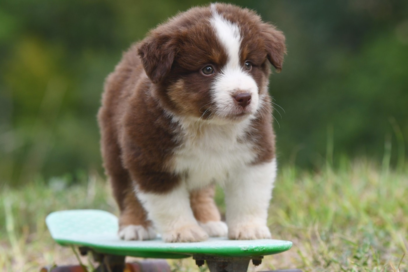 De La Tribu De Sunka - Chiots disponibles - Berger Américain Miniature 
