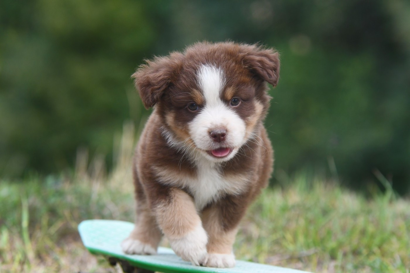 De La Tribu De Sunka - Chiots disponibles - Berger Américain Miniature 