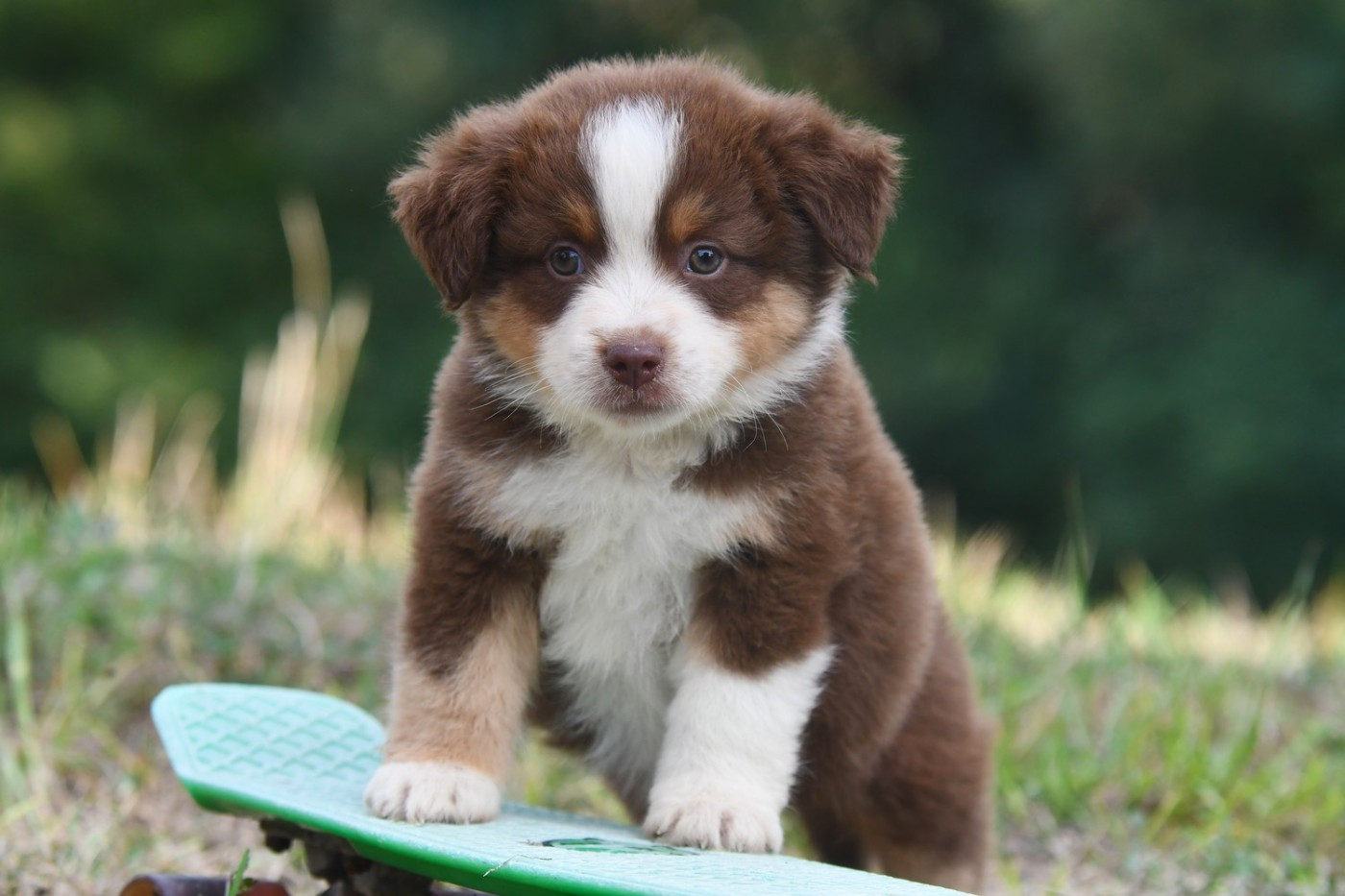 De La Tribu De Sunka - Chiots disponibles - Berger Américain Miniature 