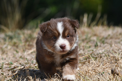 Brownie