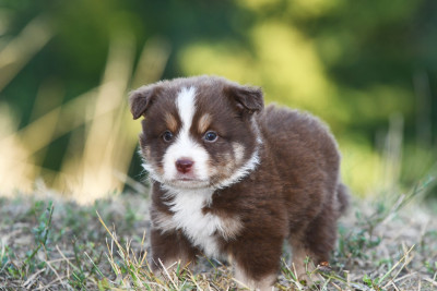 Brownie